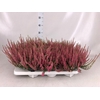 Calluna vulg. 'Beauty L Sanne'