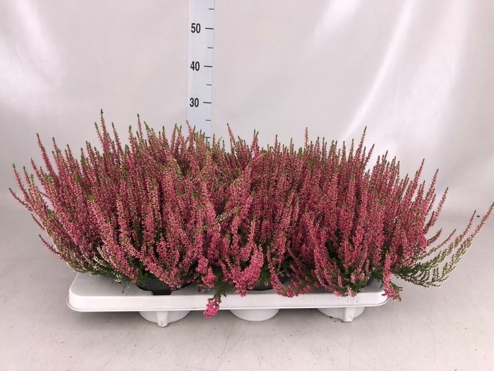 Calluna vulg. 'Beauty L Sanne'