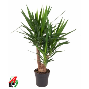 Yucca