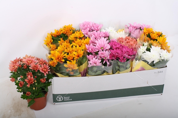 <h4>CHRYS GEM 7 KL</h4>