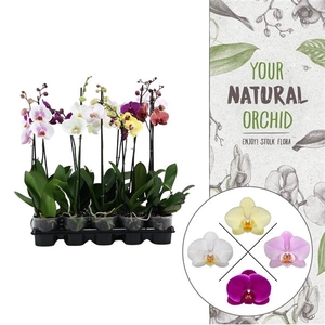 Your Natural Orchid | Mix 60cm | Phalaenopsis 1 spike