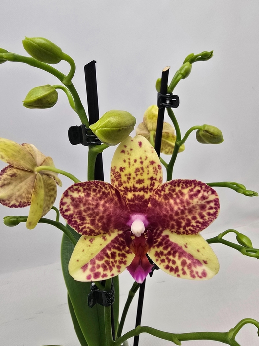 <h4>Limited 77 week 8</h4>