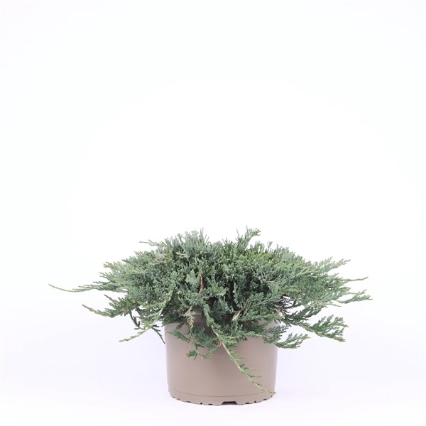 <h4>Juniperus horizontalis 'Wiltonii'</h4>