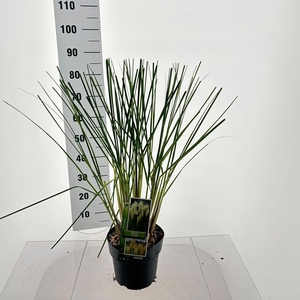 Cortaderia selloana Pumila