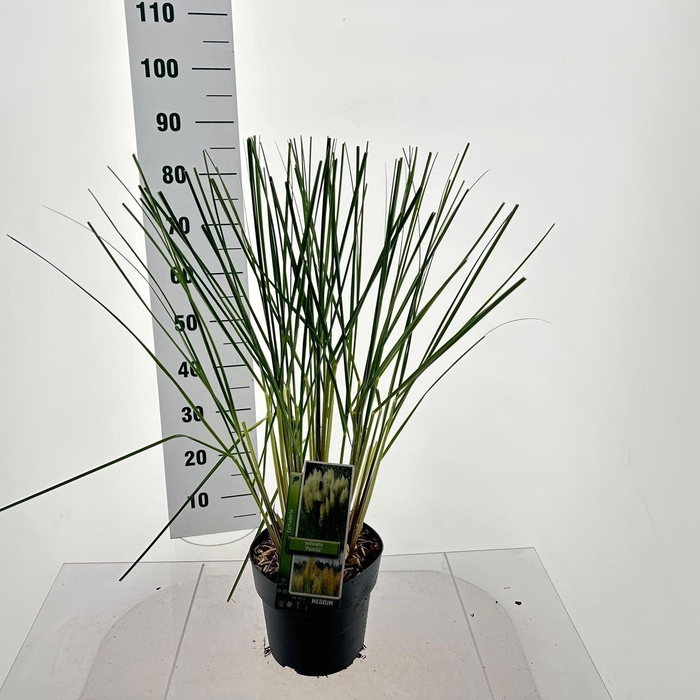 Cortaderia selloana Pumila