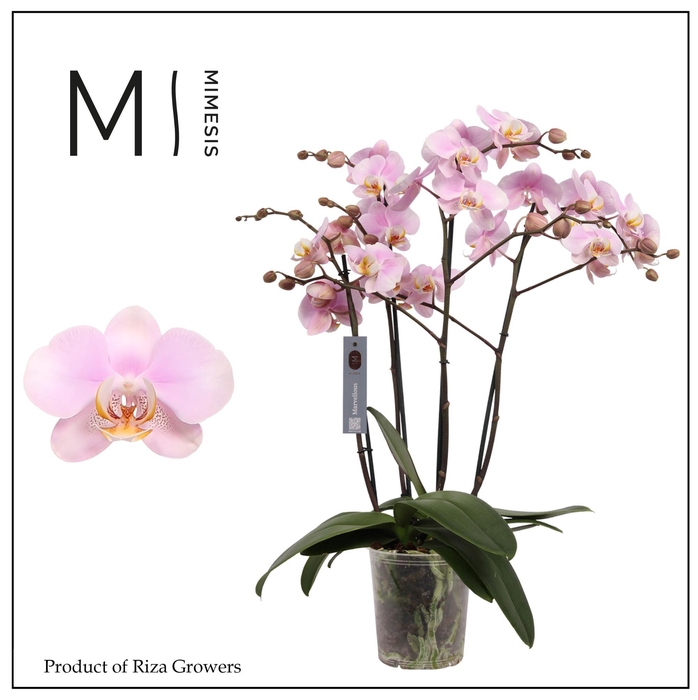 <h4>Phalaenopsis Marvellous Light Pink 50+ - 17cm | Mimesis</h4>