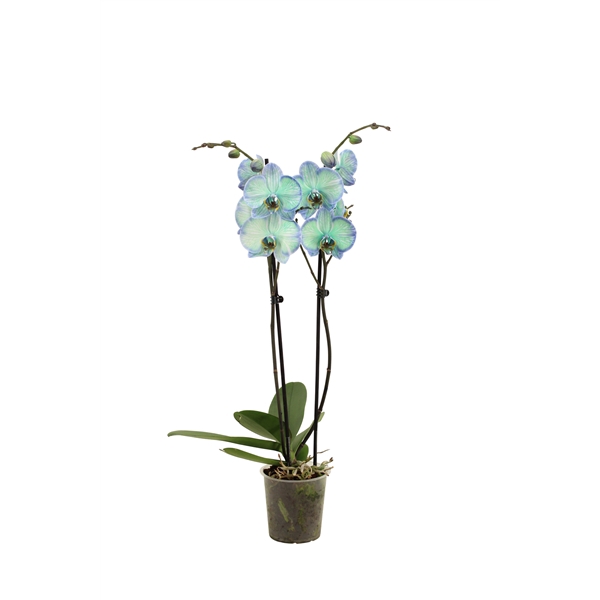 <h4>Phal I Am Polar Light 2T14+ (24 uur levertijd)</h4>