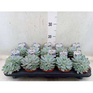 Echeveria   ...