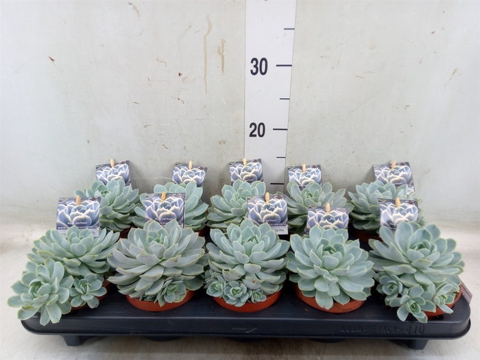 <h4>Echeveria   ...</h4>
