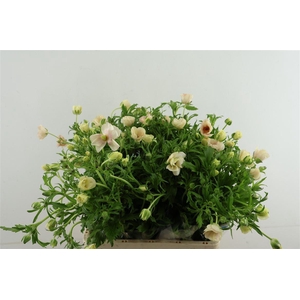 Ran Butterfly Melissa 60cm
