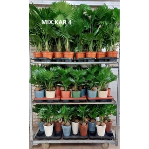 Livistona mixkar 4