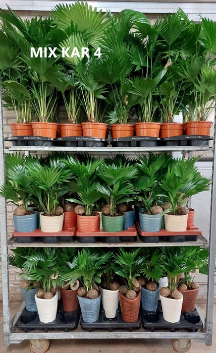 <h4>Livistona mixkar 4</h4>