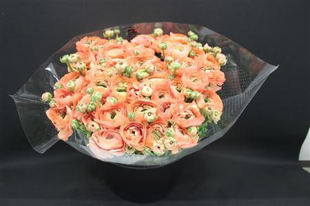 <h4>Cloni Super Dea Salmon</h4>