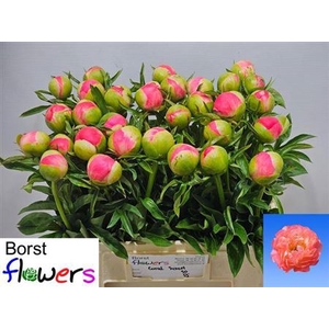 Paeonia Lactiflora Grp 'Coral Sunset'