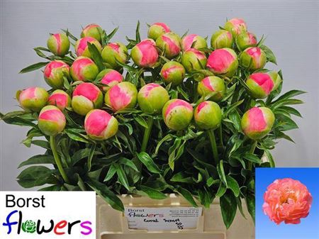 <h4>Paeonia Lactiflora Grp 'Coral Sunset'</h4>