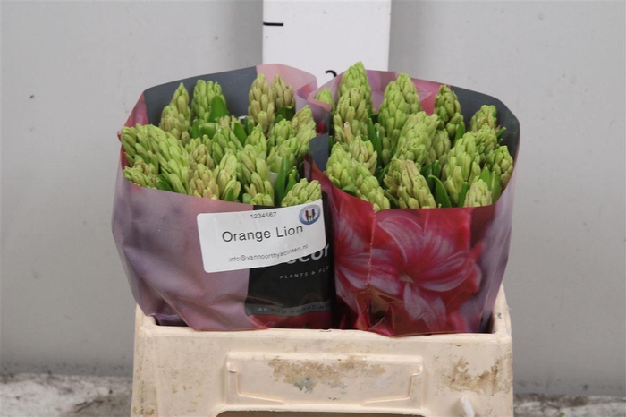 <h4>Hyac Orange Lion</h4>