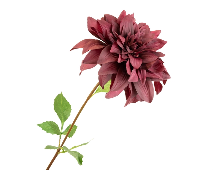 <h4>Dahlia Bordeaux Extra</h4>