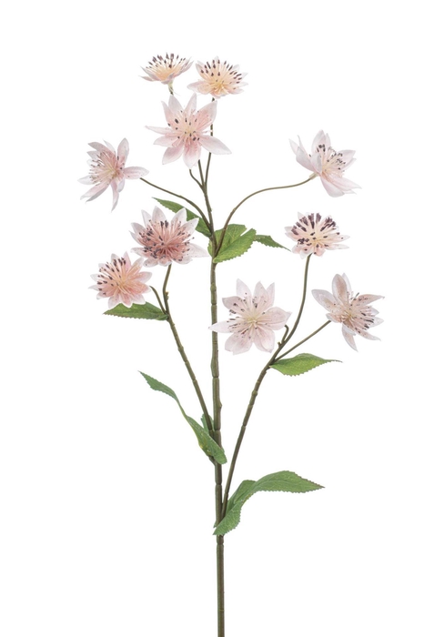 <h4>Astrantia spray lt pink 70cm</h4>
