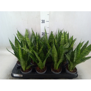 Sansevieria trifa. 'Black Coral'