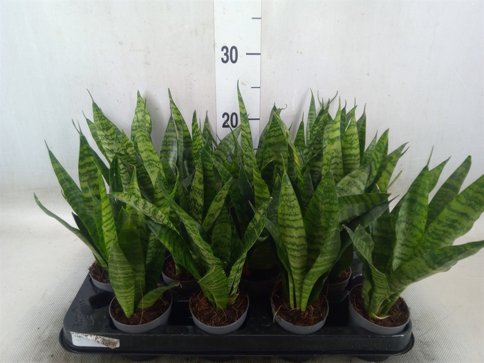 <h4>Sansevieria trifa. 'Black Coral'</h4>