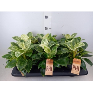 Philodendron  'Birkin'