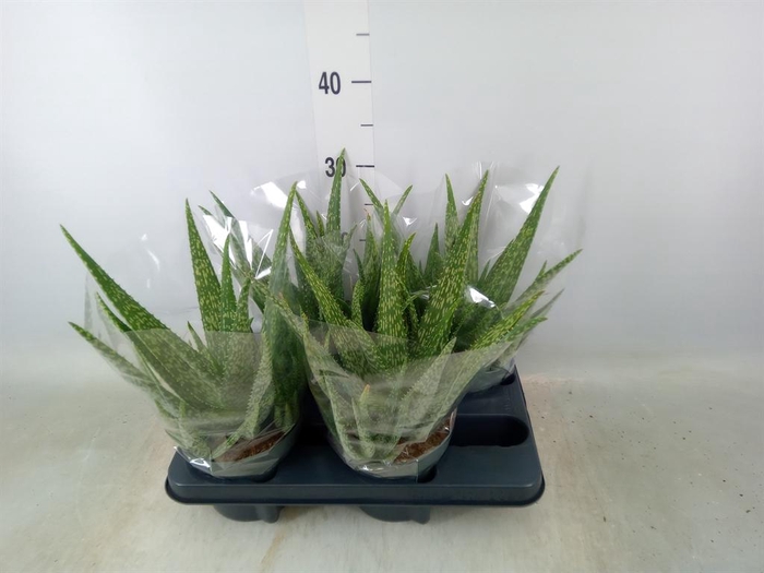 <h4>Aloe vera</h4>