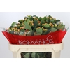 Hypericum Mellow Romance Spray