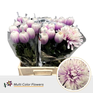 Chrysanthemum PL 'Antonov'  .col H%