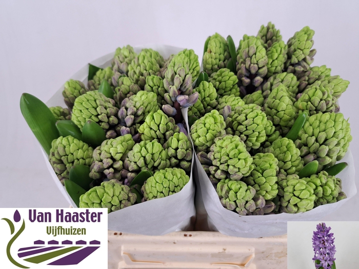 <h4>HYAC PURPLE STAR</h4>