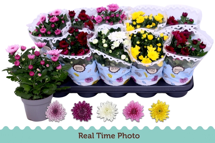 <h4>CHRYS GEVULDBL GEM</h4>