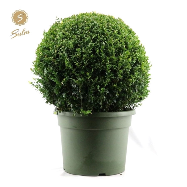 Buxus semp. Ball Ø70cm P45