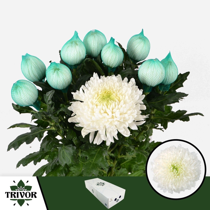 <h4>Chr G Magnum Trivor</h4>