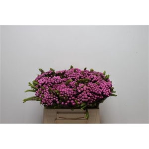 Kaaps Brunia Albiflora M Cerise