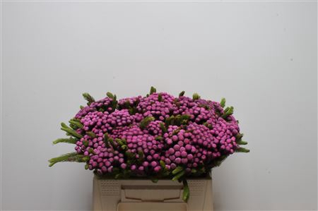 <h4>Kaaps Brunia Albiflora M Cerise</h4>