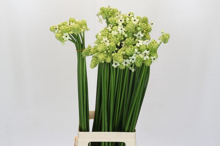 <h4>Ornithogalum Saundersiae</h4>