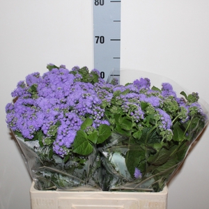 Ageratum blue horizon