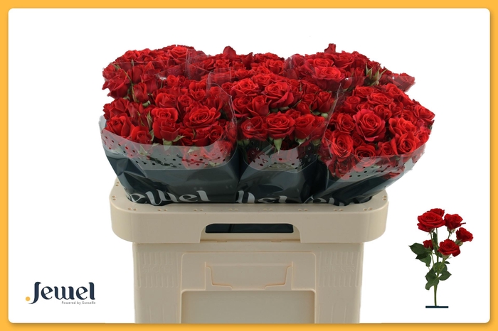 <h4>R TR MIRABEL</h4>