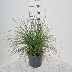 Miscanthus sinensis Red Cloud