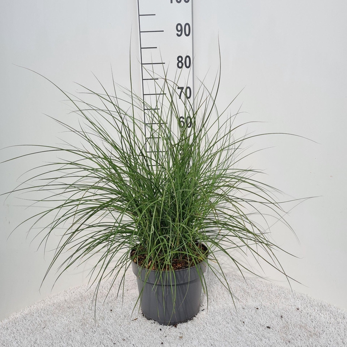 <h4>Miscanthus sinensis Red Cloud</h4>