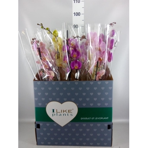 PHALAENOPSIS MIX 1 SPIKE 9+