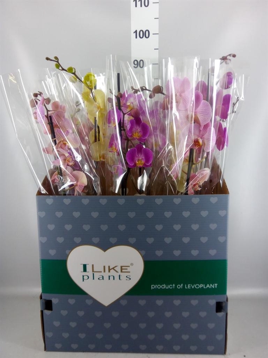 <h4>PHALAENOPSIS MIX 1 SPIKE 9+</h4>