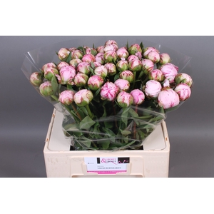 Paeonia Sarah Bernhardt | Heavy Quality