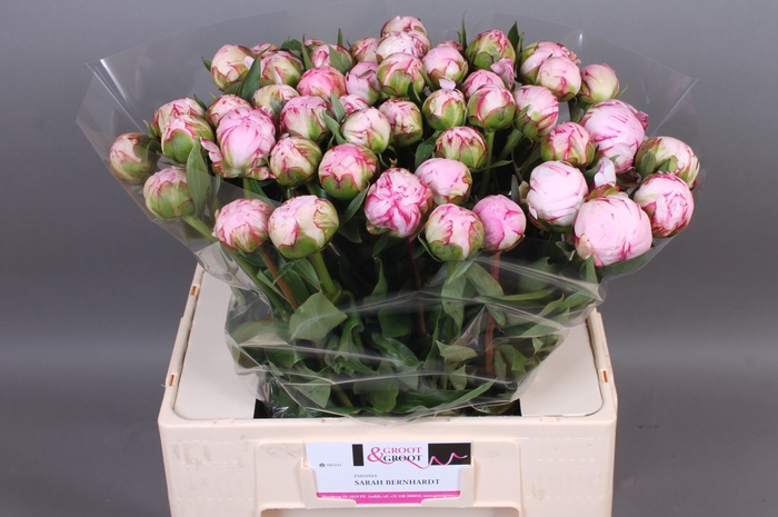 <h4>Paeonia Sarah Bernhardt | Heavy Quality</h4>