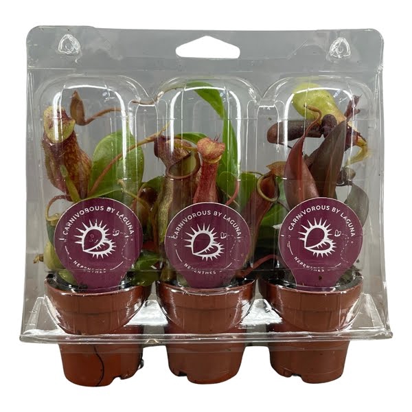 Nepenthes mix 5,5 cm, 3 stuks in transparante blister