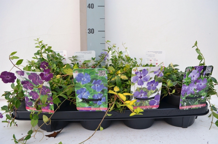 <h4>Vinca Minor Mix</h4>