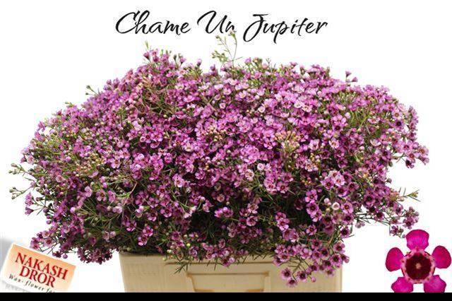 <h4>CHAME UN JUPITER</h4>