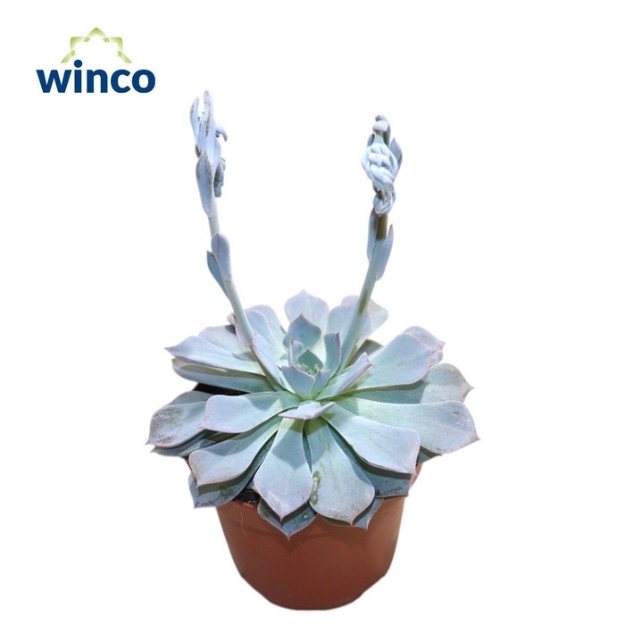 <h4>Echeveria Colorata</h4>