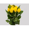 ROSA IMPACT 060 CM AMARELO ESTUFA