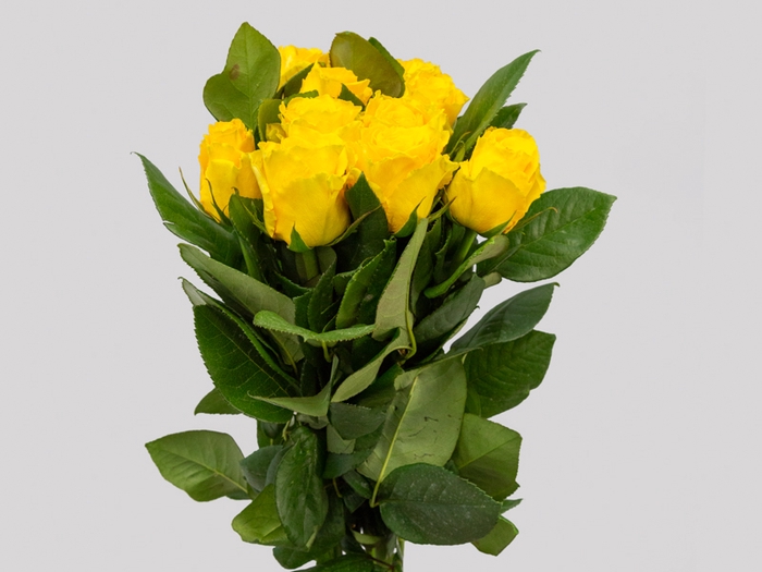 <h4>ROSA IMPACT 060 CM AMARELO ESTUFA</h4>