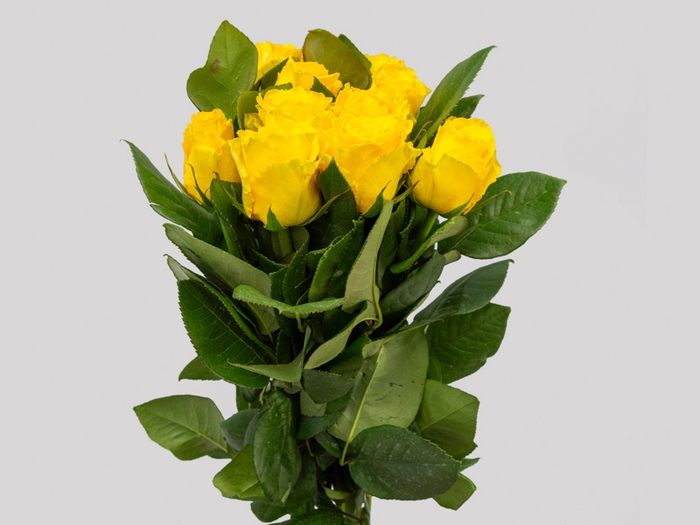 ROSA IMPACT 060 CM AMARELO ESTUFA